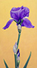 First Iris Bloom